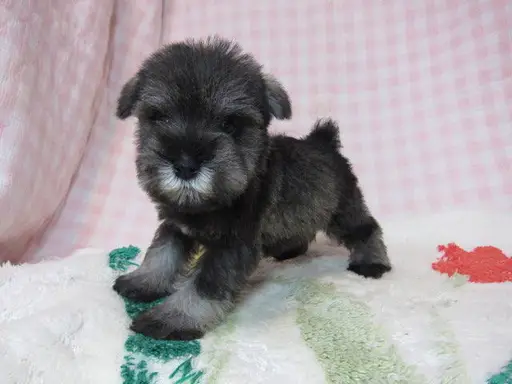 ミニチュア・シュナウザーの子犬販売