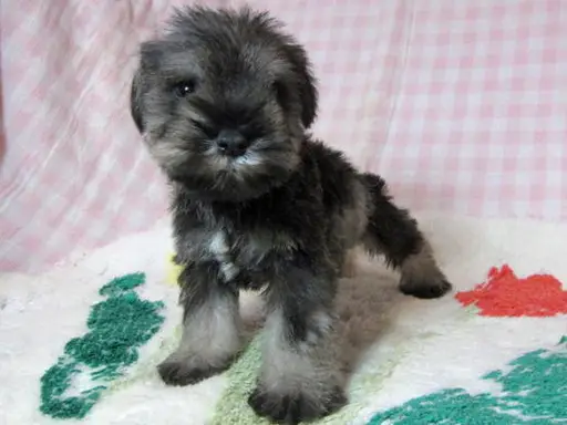 ミニチュア・シュナウザーの子犬販売