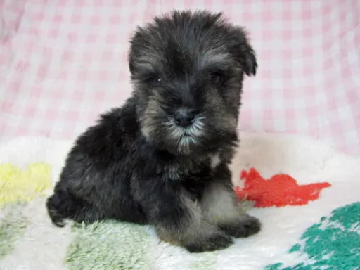 ミニチュア・シュナウザーの子犬販売