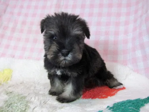 ミニチュア・シュナウザーの子犬販売