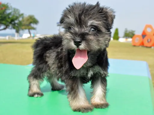 ミニチュア・シュナウザーの子犬販売