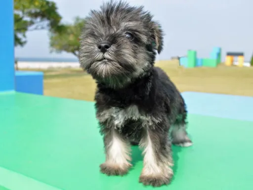 ミニチュア・シュナウザーの子犬販売