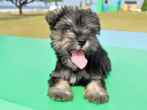 ミニチュア・シュナウザーの子犬販売
