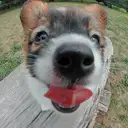 パピヨン107-7
papillon