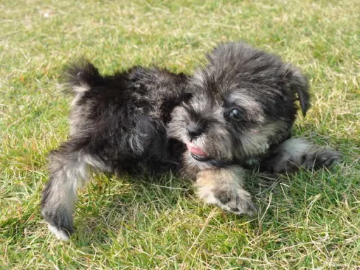 ミニチュア・シュナウザーの子犬販売