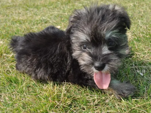 ミニチュア・シュナウザーの子犬販売