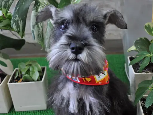 ミニチュア・シュナウザーの子犬販売