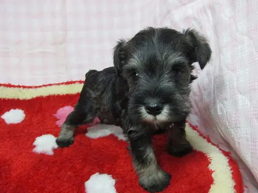 ミニチュア・シュナウザーの子犬販売