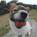 パピヨン107-6
papillon