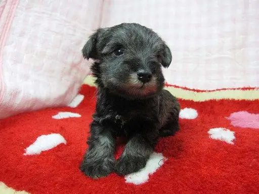 ミニチュア・シュナウザーの子犬販売