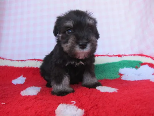 ミニチュア・シュナウザーの子犬販売