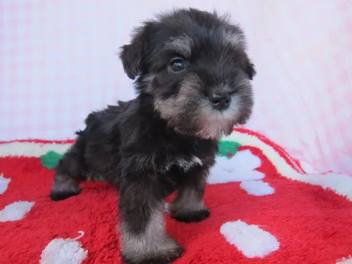 ミニチュア・シュナウザーの子犬販売