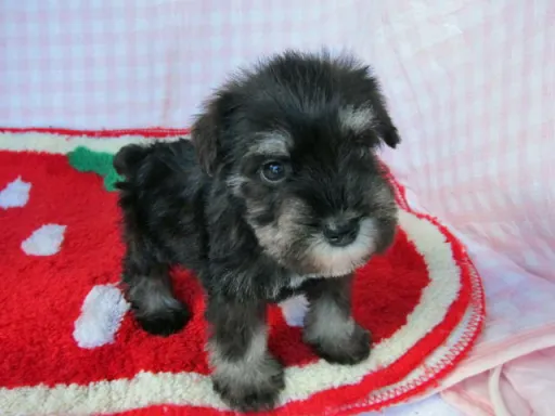 ミニチュア・シュナウザーの子犬販売