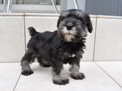 ミニチュア・シュナウザーの子犬販売