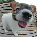 パピヨン107-4
papillon