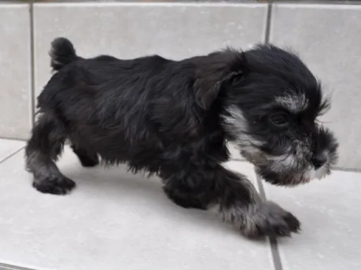 ミニチュア・シュナウザーの子犬販売