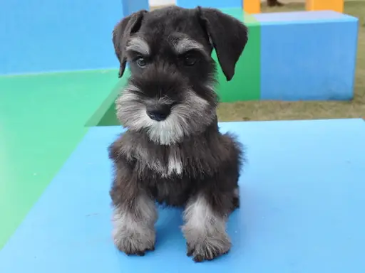 ミニチュア・シュナウザーの子犬販売