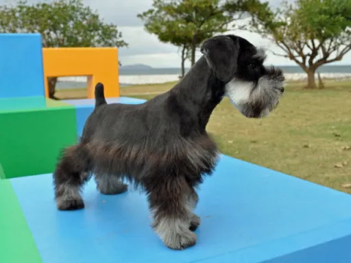 ミニチュア・シュナウザーのサムネイル画像5