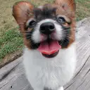 パピヨン107-3
papillon