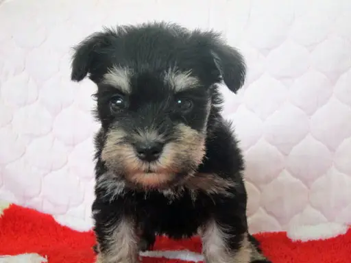 ミニチュア・シュナウザーの子犬販売