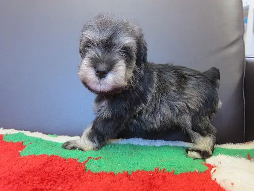 ミニチュア・シュナウザーの子犬販売