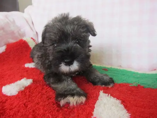 ミニチュア・シュナウザーの子犬販売