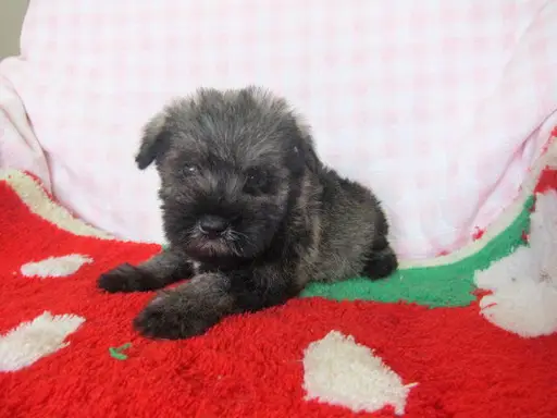 ミニチュア・シュナウザーの子犬販売