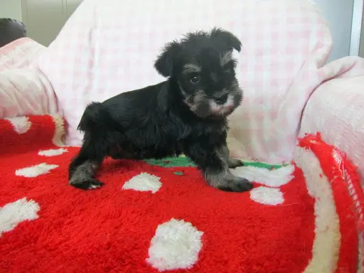 ミニチュア・シュナウザーの子犬販売