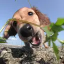 M.ダックス212-3
Dachshund