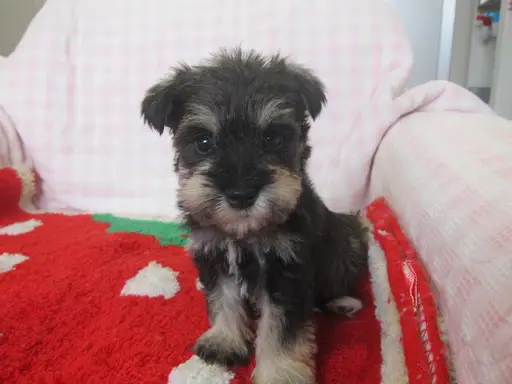 ミニチュア・シュナウザーの子犬販売