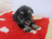 ミニチュア・シュナウザー