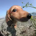 M.ダックス212-2
Dachshund