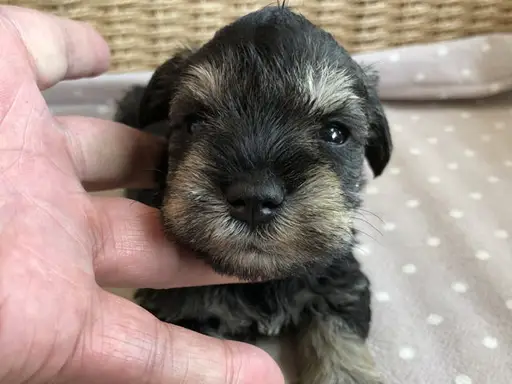 ミニチュア・シュナウザーの子犬販売