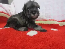 ミニチュア・シュナウザー