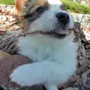 パピヨン110-e
Papillon