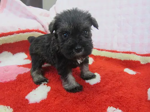 ミニチュア・シュナウザーの子犬販売