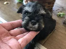 ミニチュア・シュナウザー