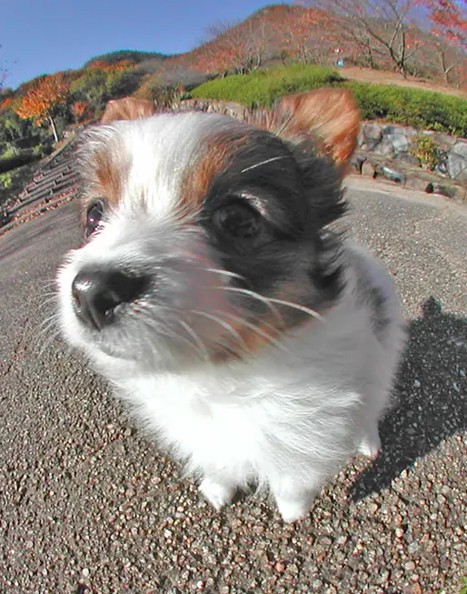 パピヨン110-d
Papillon