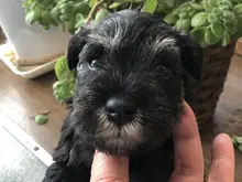 ミニチュア・シュナウザー