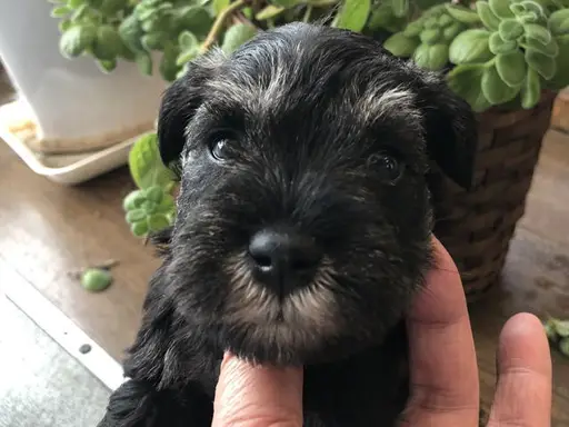 ミニチュア・シュナウザーの子犬販売