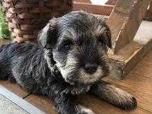 ミニチュア・シュナウザー