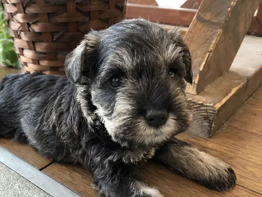 ミニチュア・シュナウザーの子犬販売