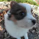 パピヨン110-c
Papillon