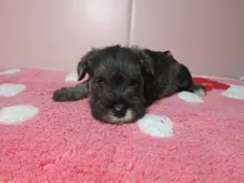 ミニチュア・シュナウザー