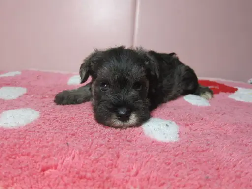ミニチュア・シュナウザーの子犬販売