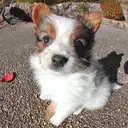 パピヨン110-b
Papillon