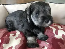 ミニチュア・シュナウザー