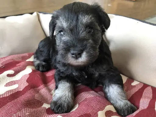 ミニチュア・シュナウザーの子犬販売