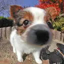 パピヨン110-a
Papillon