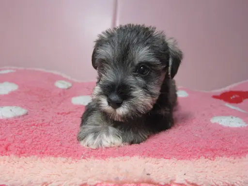 ミニチュア・シュナウザーの子犬販売